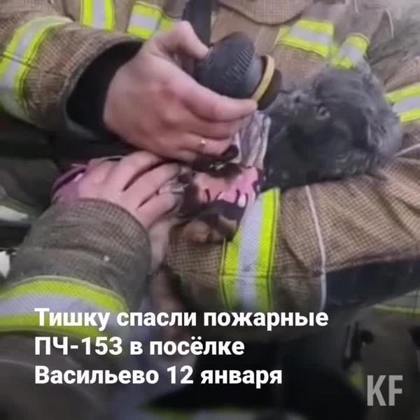 Спасённому на пожаре в Васильево коту требуется помощь: животное перевезли в клинику