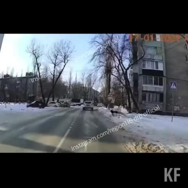 «Умнее многих пешеходов​»: казанцы сняли на видео собаку-знатока ПДД