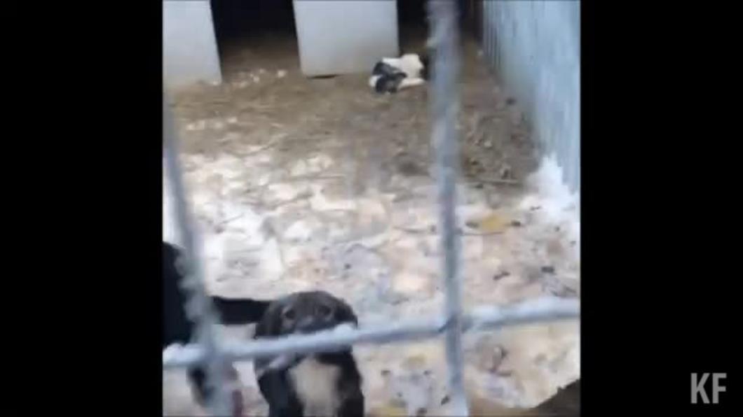 Прокуратура проверила казанский приют «Зооцентр»: собак кормят снегом вместо воды и держат в ледяных вольерах