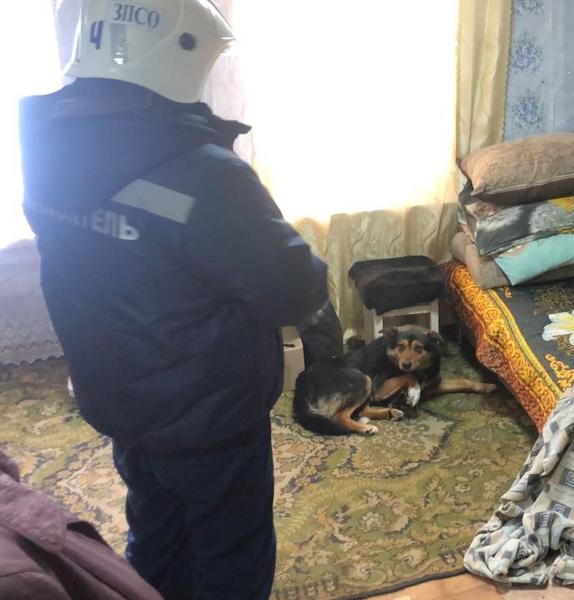 Татарстанские спасатели освободили из капкана собаку