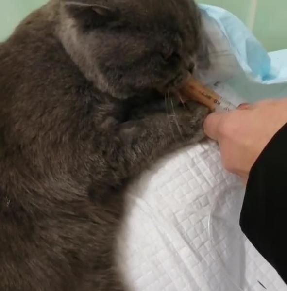 Спасённый во время пожара в Васильево кот Тишка пошел на поправку
