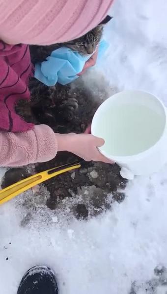 Елабужские волонтеры спасли вмерзшую в лед кошку, разорванную собаками
