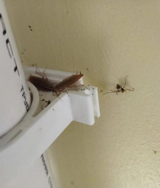 В альметьевской школе дети нашли тараканов в тарелках с макаронами В альметьевской школе дети нашли тараканов в тарелках с макаронами