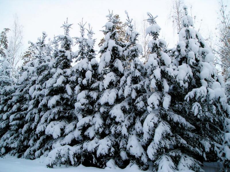 «Кастамону», Добро пожаловать, или «Постороннему» бизнесу вход воспрещен