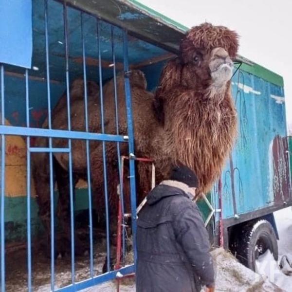 Татарстанцы обеспокоены состоянием животных передвижного зоопарка