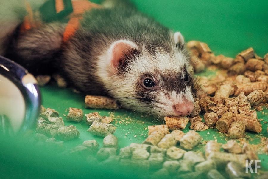 «Конвейер смерти»: зоовыставка вызвала шок у зеленодольцев