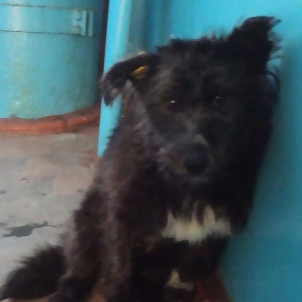 В Башкирии скончалась собака по кличке Жуля, изнасилованная зоофилом