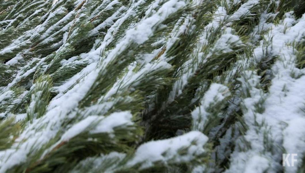 Вторая жизнь новогодней елки: как утилизировать дерево без вреда экологии и штрафов