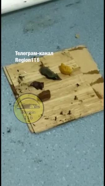 Школьники Пестречинского района Казани учатся вместе с мышами и тараканами