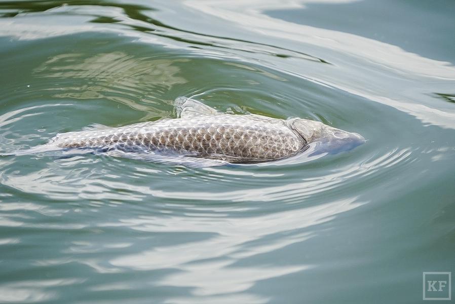 На озере Кабан в Казани случился мор рыбы: разбираемся в причинах
