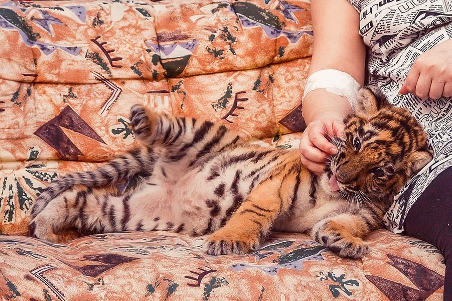 Мечта всей жизни: пациентка казанского хосписа весь день провела с тигренком