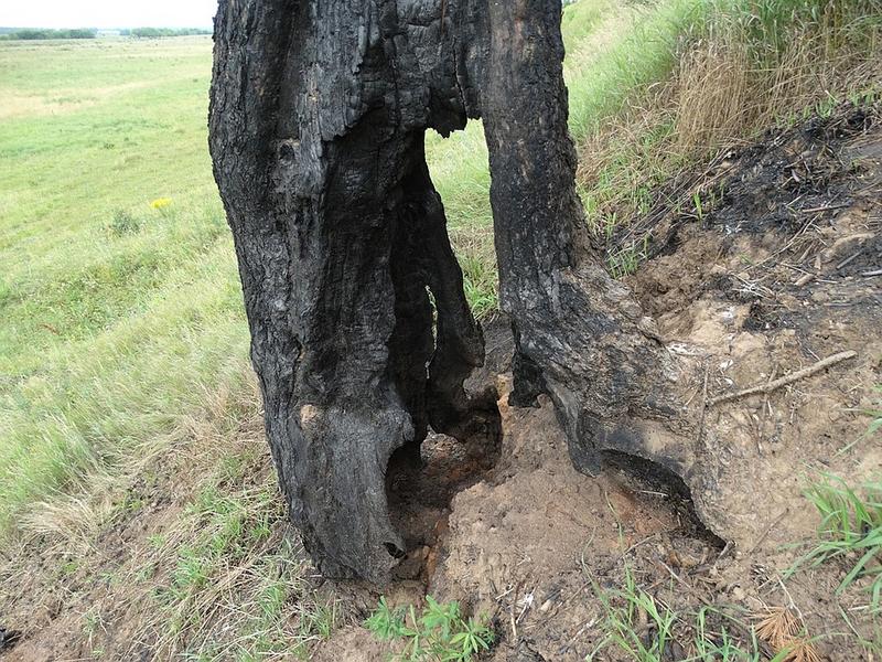 Фермеры Татарстана поджигают деревья с гнездами редких солнечных орлов