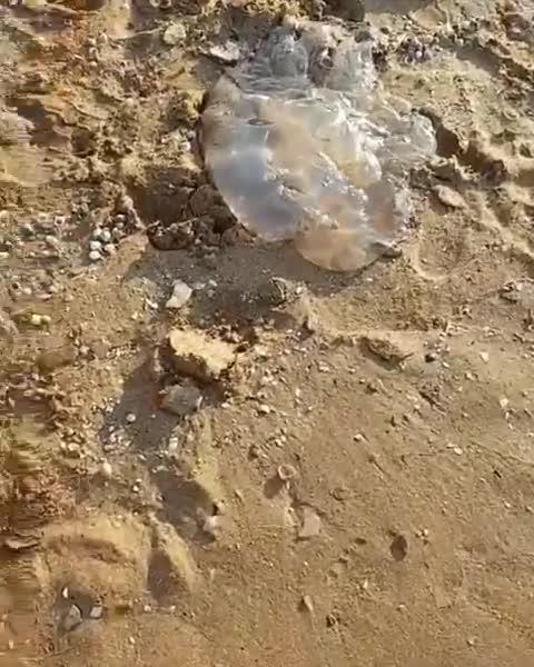 Побережье Азовского моря завалило ядовитыми медузами