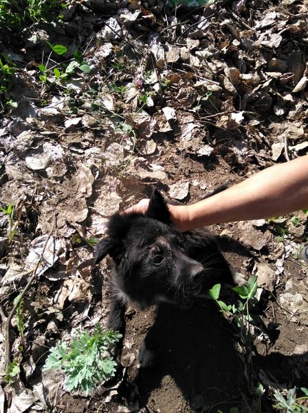 Альметьевские спасатели вытащили провалившегося в колодец щенка