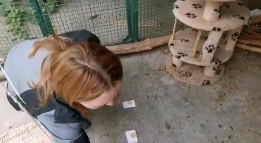 В казанском зоопарке енот выбрал имена для пары большеухих лисиц