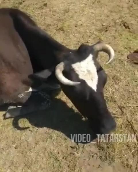 В Муслюмовском районе Татарстана коровы мучаются от жажды в жару