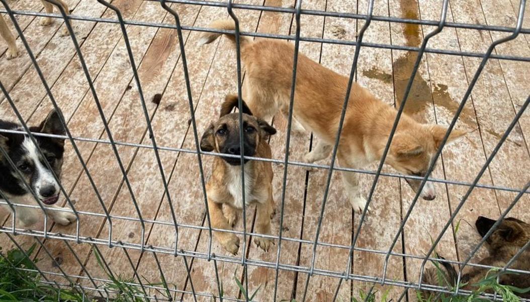 Отловом бездомных собак в Нижнекамске займется казанская компания «Зооцентр»