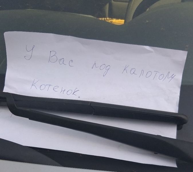 Жители Нижнекамска спасали котенка, застрявшего под капом машины из Челябинска