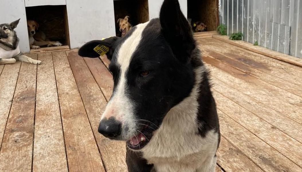 Отловом бездомных собак в Нижнекамске займется казанская компания «Зооцентр»