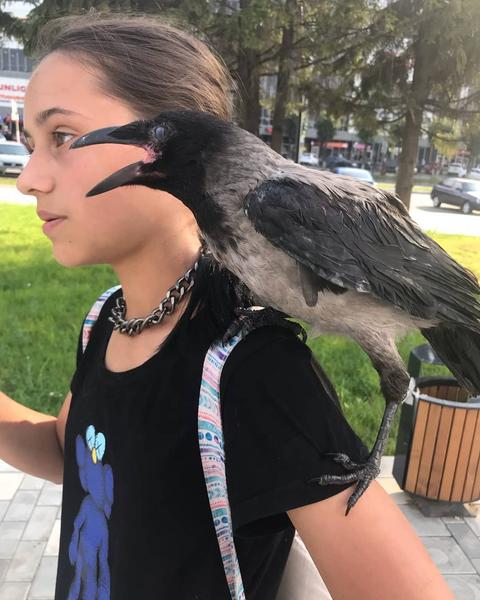 Нижнекамская семья приютила ворону