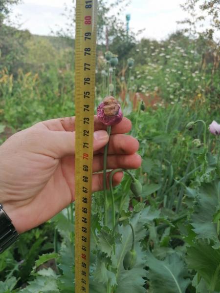 Жительницу Татарстана осудят за 48 кустов мака в огороде