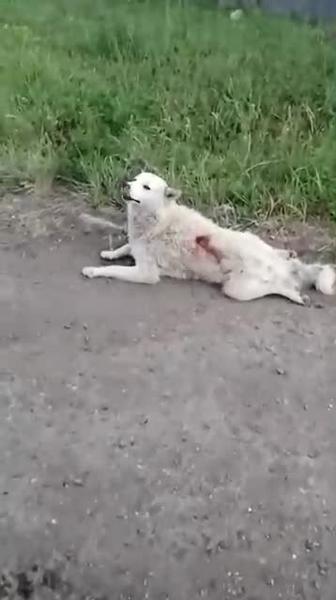 После вмешательства прокуратуры полиция Челнов разыскивает садиста, расстрелявшего псов