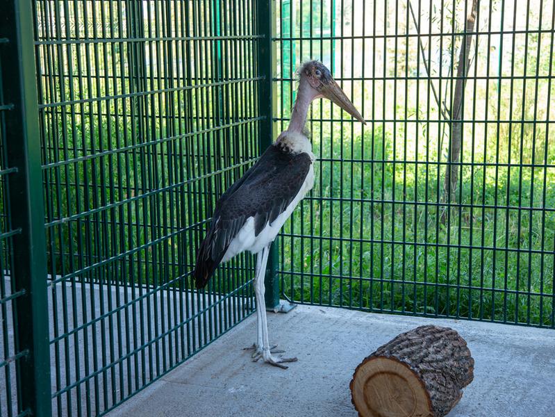 В казанском зоопарке появились африканские птицы марабу