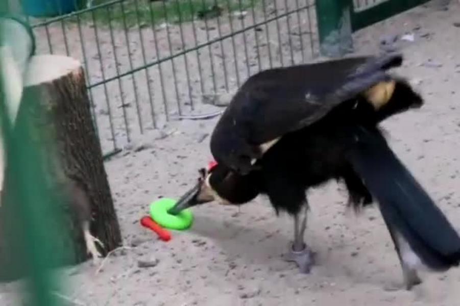 Казанский зоопарк «Река Замбези» пополнила пара кафрских воронов из Германии