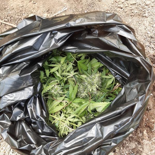 В парнике жителя Казани нашли более килограмма выращенной конопли