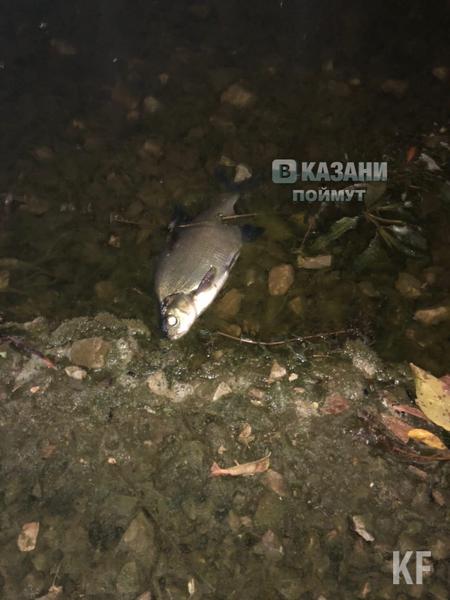 Минэкологии Татарстана о гибели рыб на Казанке: Рыба заражена солитером - это нормальный процесс
