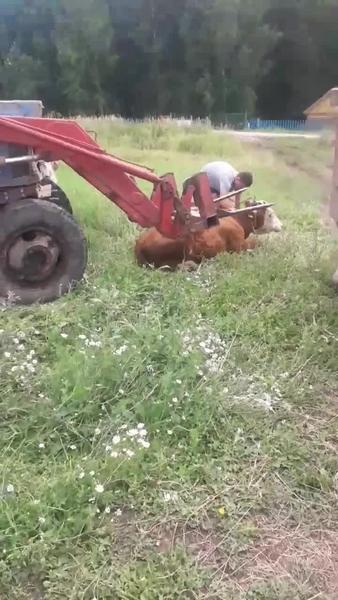 В Татарстане женщина просит найти управу на фермера, который в жутких условиях содержит коров