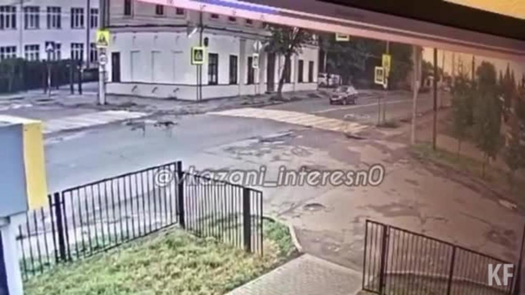 В Казани водитель намеренно сбил собаку и уехал с места ДТП
