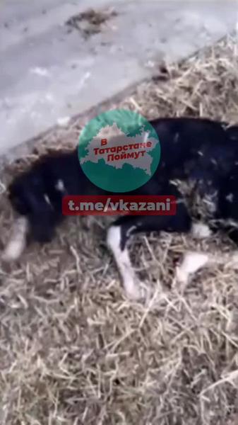 На ферме в Татарстане родился теленок-мутант