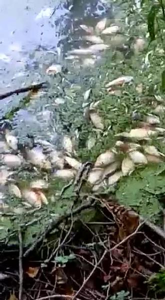 В Татарстане очередное экологическое бедствие с мертвой рыбой