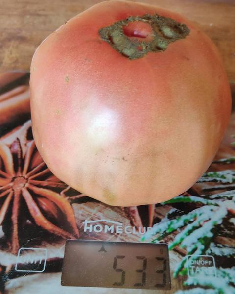 Педагог из Нижнекамска вырастила помидор весом более  килограмма