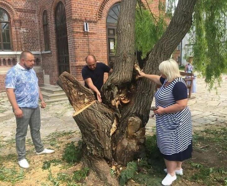 ​Специалисты восстановили иву, в которую ударила молния во время непогоды в Свияжске