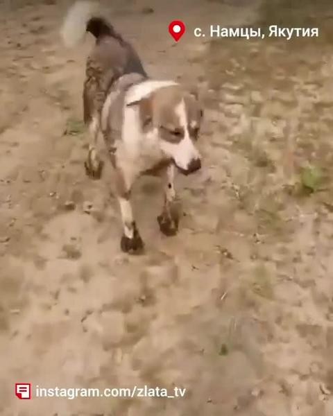 Собака привела людей к погибающему щенку