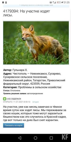 Жители Нижнекамского района просят выловить лис в ближайшем лесу