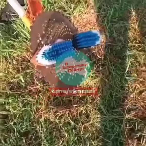 Жители Татарстана изобрели новый способ чистки ковра