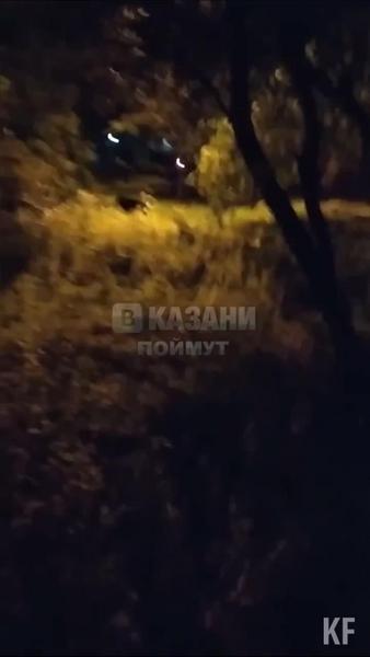 В Казани на видео сняли разгуливающего по улицам кабана