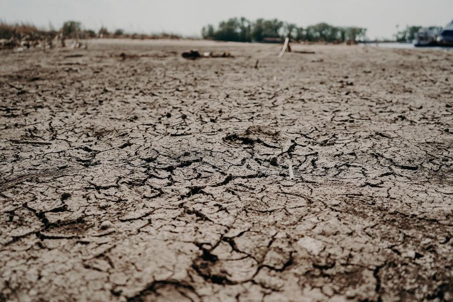 Гони бобров, спасай помидоры!