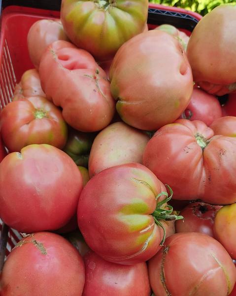 Педагог из Нижнекамска вырастила помидор весом более  килограмма