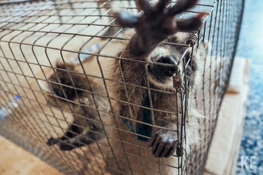 Живой реквизит: фотоживодеры активизировались на улицах Казани Живой реквизит: фотоживодеры активизировались на улицах Казани