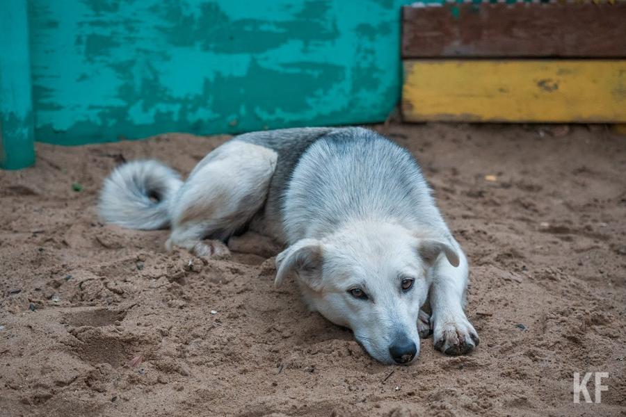 «Народный контроль»: на что чаще всего жалуются татарстанцы