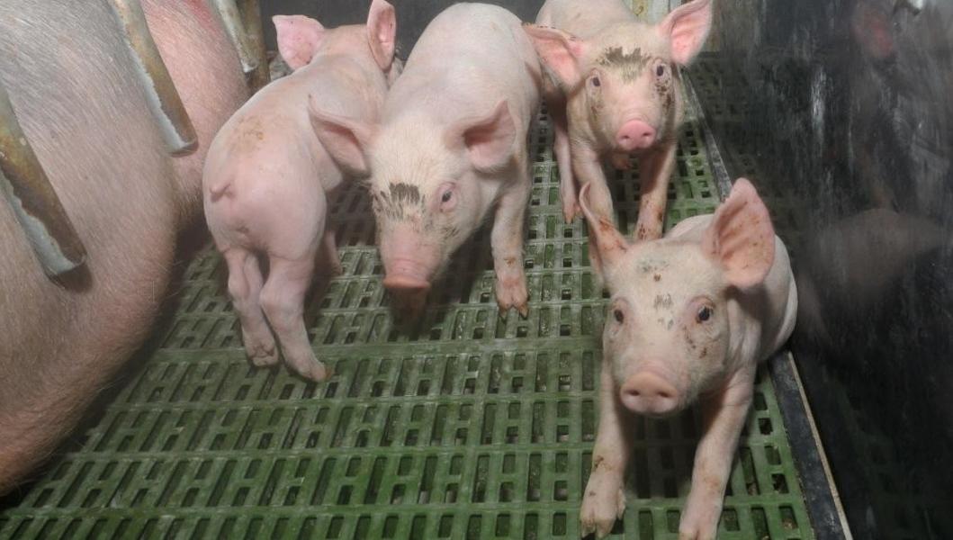 По дуновению ветра: «Камский бекон» Ильдара Галяутдинова отравляет жизнь татарстанцам