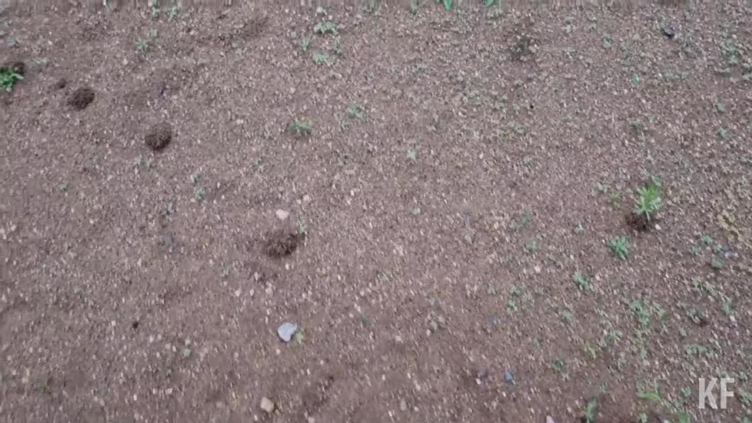 Альметьевцы обнаружили на песке детской площадки гнезда насекомых