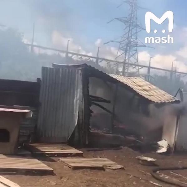 В подмосковном приюте заживо сгорели 30 собак