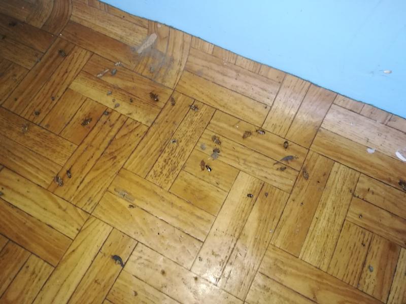 Нижнекамцы показали кишащий тараканами подъезд