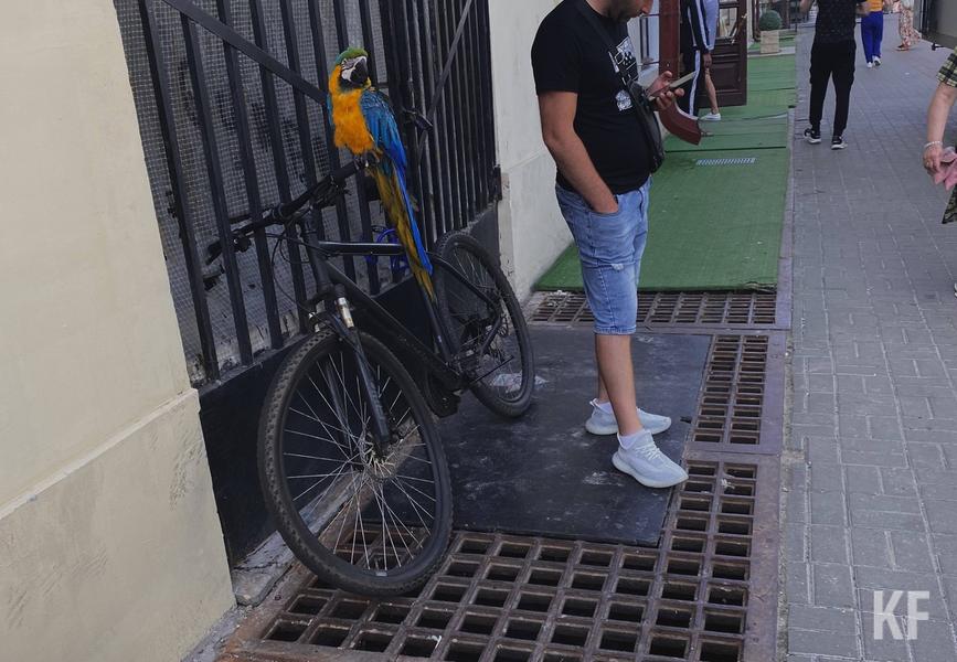 Живой реквизит: фотоживодеры активизировались на улицах Казани Живой реквизит: фотоживодеры активизировались на улицах Казани