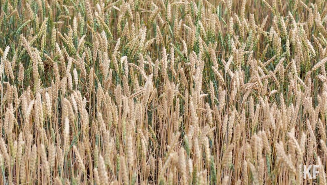 «25-30 процентов урожая зерновых мы уже не получим»